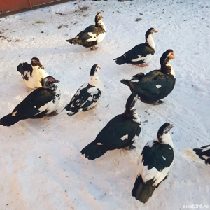 Rațe + rățoi leșești, crescuți la curte - imagine 3