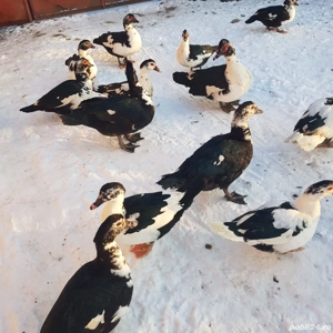 Rațe + rățoi leșești, crescuți la curte