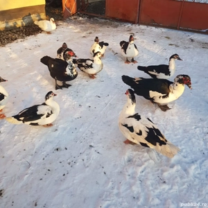 Rațe + rățoi leșești, crescuți la curte - imagine 2