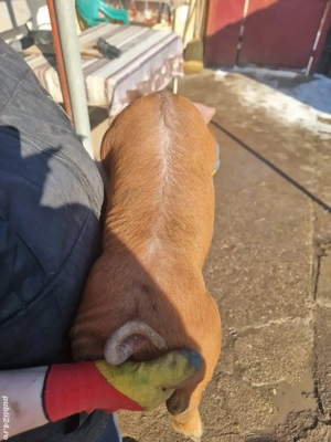 Vând purcei duroc . - imagine 2