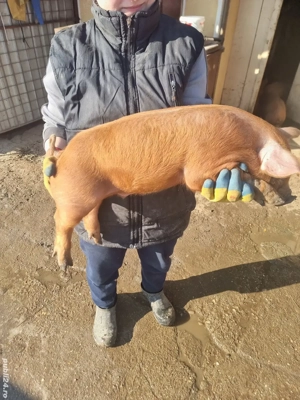 Vând purcei duroc .