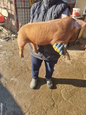 Vând purcei duroc . - imagine 3