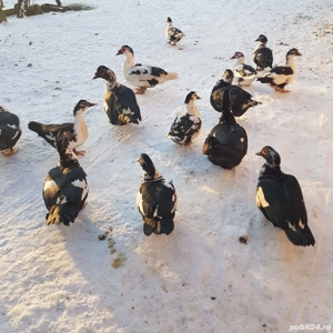 Rațe + rățoi leșești, crescuți la curte