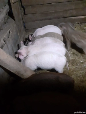 Purcei de vanzare - imagine 3