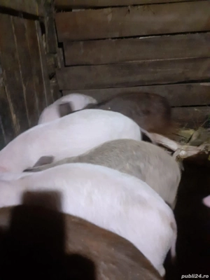 Purcei de vanzare - imagine 2