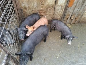 Purcei de vânzare  - imagine 2