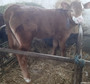 Vand o Vitea Blonde d'Aquitaine, in varsta de 3 luni.