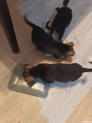 Dau spre adopție 3 cățeluși talie mica 