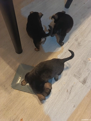 Dau spre adopție 3 cățeluși talie mica  - imagine 2