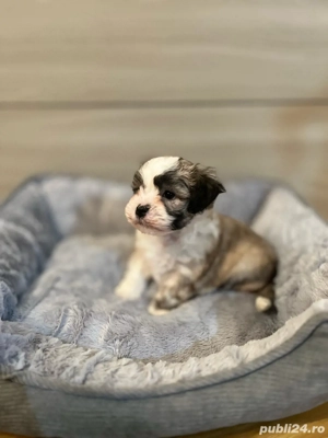 Vând pui de bichon. 