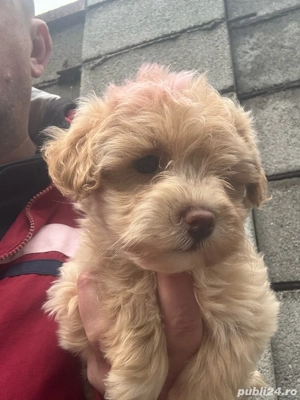 Fetita Maltipo vaccinata toy