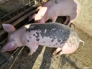 Grsuni de vanzare  - imagine 2