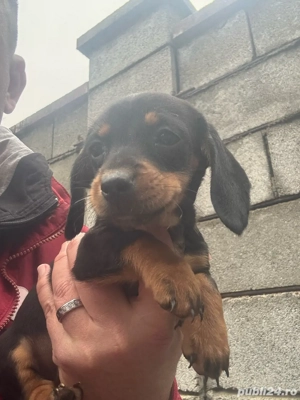 Fetita Teckel vaccinata talie mica - imagine 3