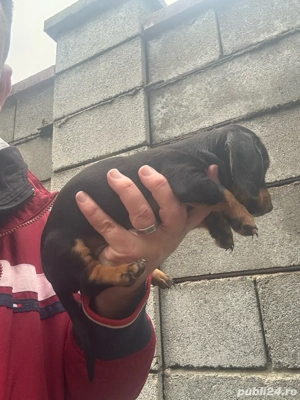 Fetita Teckel vaccinata talie mica - imagine 2