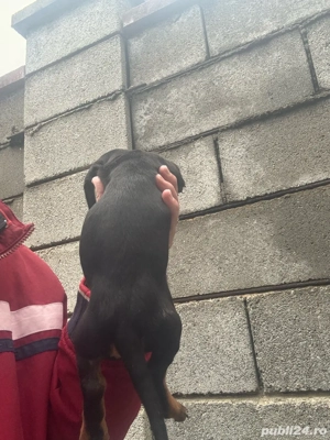 Fetita Teckel vaccinata talie mica - imagine 4