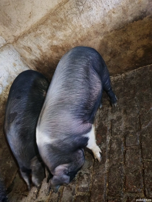 Vand porc gospodăria proprie crescut natural în jur de 140-150 kg