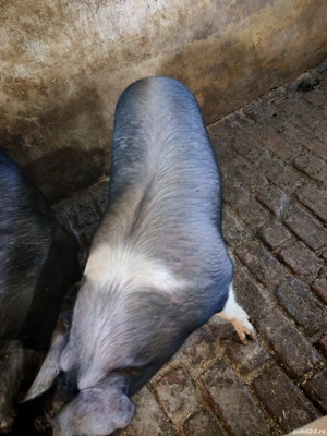 Vand porc gospodăria proprie crescut natural în jur de 140-150 kg - imagine 3