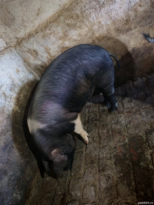 Vand porc gospodăria proprie crescut natural în jur de 140-150 kg - imagine 4