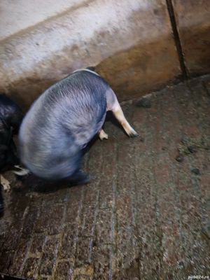 Vand porc gospodăria proprie crescut natural în jur de 140-150 kg - imagine 2