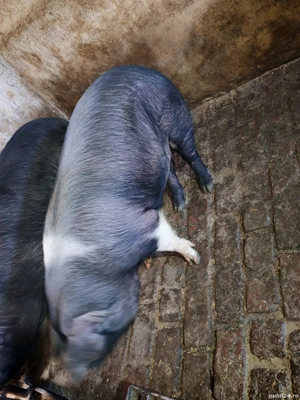 Vand porc gospodăria proprie crescut natural în jur de 140-150 kg - imagine 5