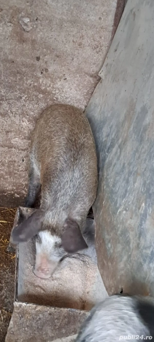 Purcei grasuni - imagine 3