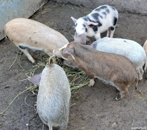 Purcei grasuni - imagine 2