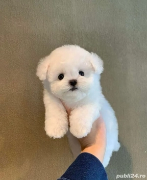 Bichon Maltez Mini Toy  - imagine 3