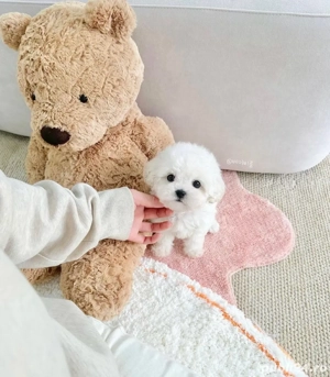 Bichon Maltez Mini Toy 