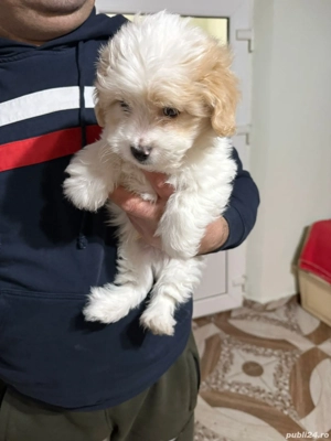 De vinzare bison maltez baietel  - imagine 3