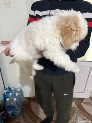 De vinzare bison maltez baietel  - imagine 2