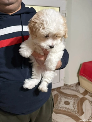 De vinzare bison maltez baietel  - imagine 4