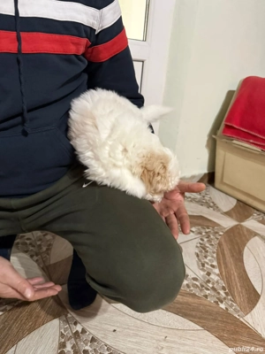 De vinzare bison maltez baietel  - imagine 5