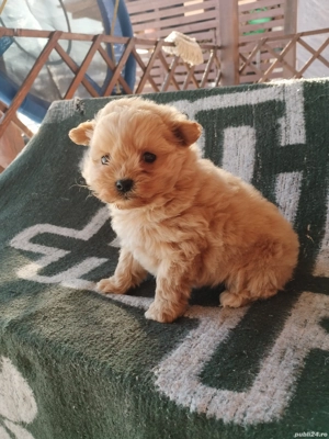 vând caței maltipoo - imagine 3