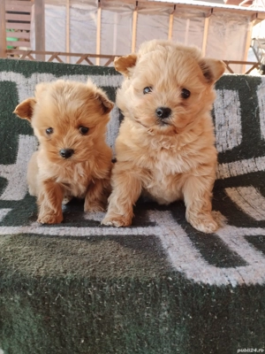 vând caței maltipoo - imagine 2