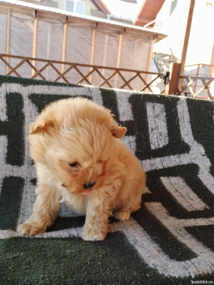 vând caței maltipoo - imagine 4