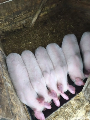 Purceii de vânzare  - imagine 2