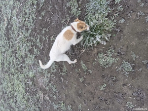 Cătelusa de vnzare - imagine 4