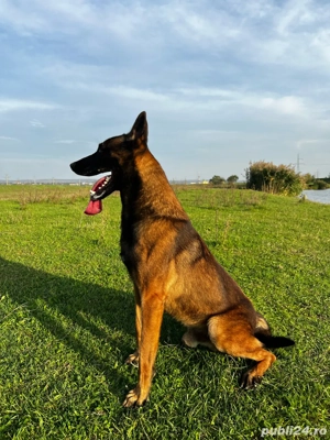 Pui din rasa Ciobanesc Belgian Malinois cu Pedigree tip A - imagine 2