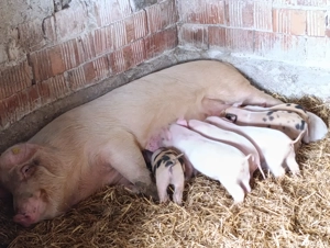 scroafă cu 9 purcei 