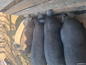 Porci de vânzare 