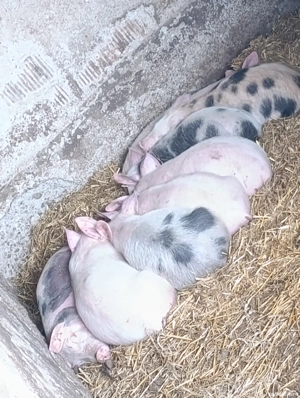 purcei 11 săptămâni  - imagine 2