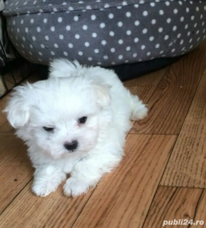 Bichon maltez 