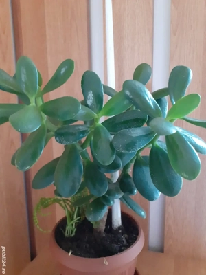 Plante la ghiveci suculente