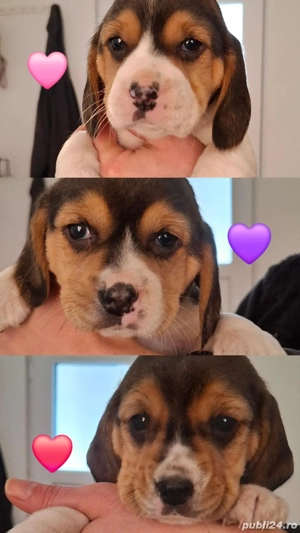 Trei fete și patru căței beagle de vânzare! - imagine 3