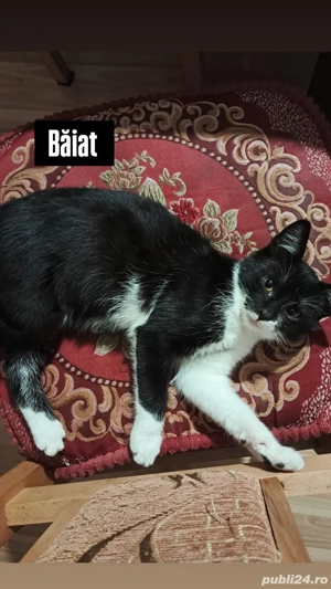 Donez doua pisici si un motan - imagine 3