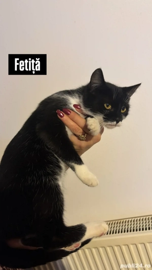 Donez doua pisici si un motan - imagine 2