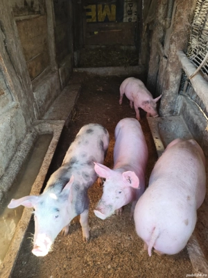 Vând purcei - imagine 4