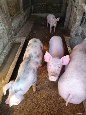 Vând purcei - imagine 3