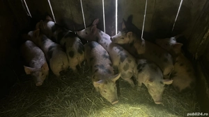 Vând purcei de 9 săptămâni, 21 bucăți  - imagine 3