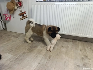 Caței Akita American  - imagine 2